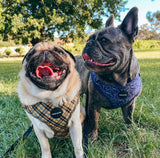 Yellow Plaid : Adjustable Harness