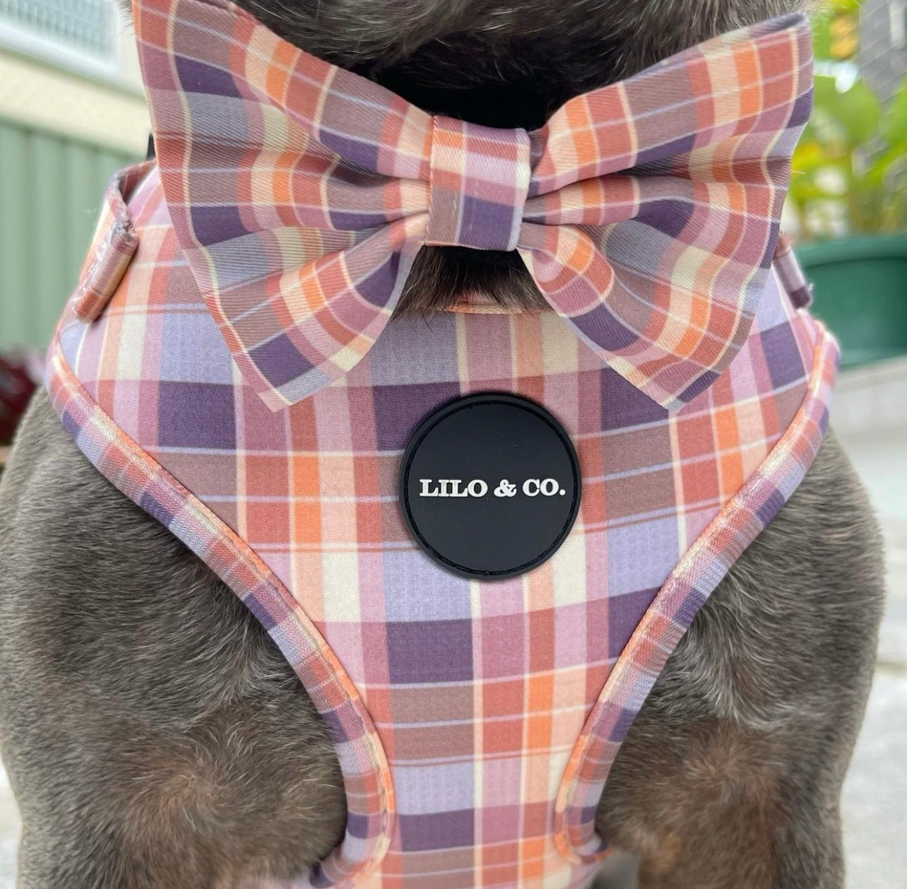 Peachy Plaid : Bow Tie